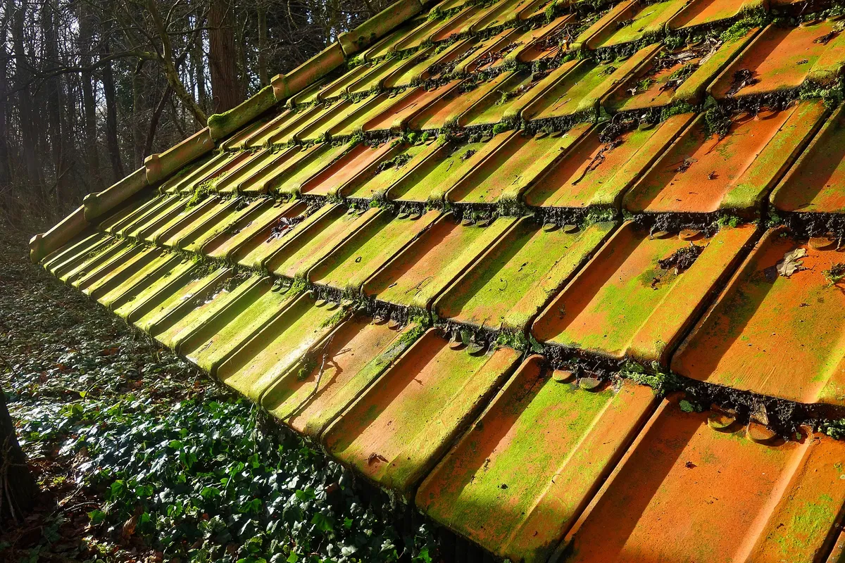Moss growing thickly between roof tiles under trees